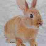 Brown rabbit decoupage napkins