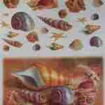 Sea shells sea stars decoupage rice paper