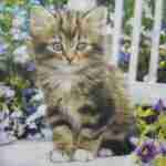Cat in garden paper napkins for decoupage