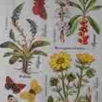 Botanical flowers Wulfenia butterflies rice paper for decoupage