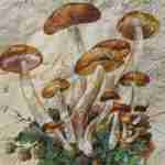 Mushrooms harvest cream decoupage paper napkins