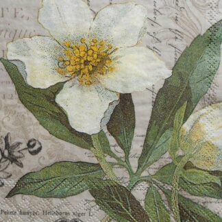 helleborus niger decoupage napkins